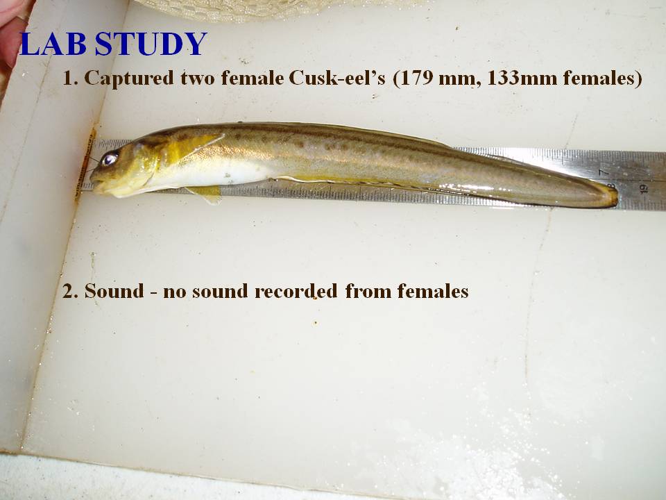 Female striped cusk-eel