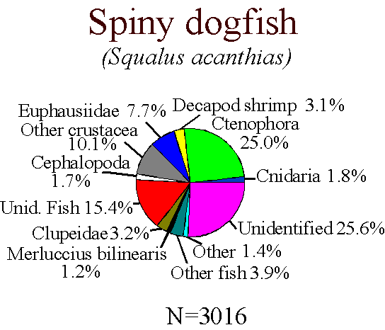 Spiny dogfish