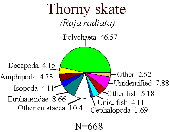 Thorny skate