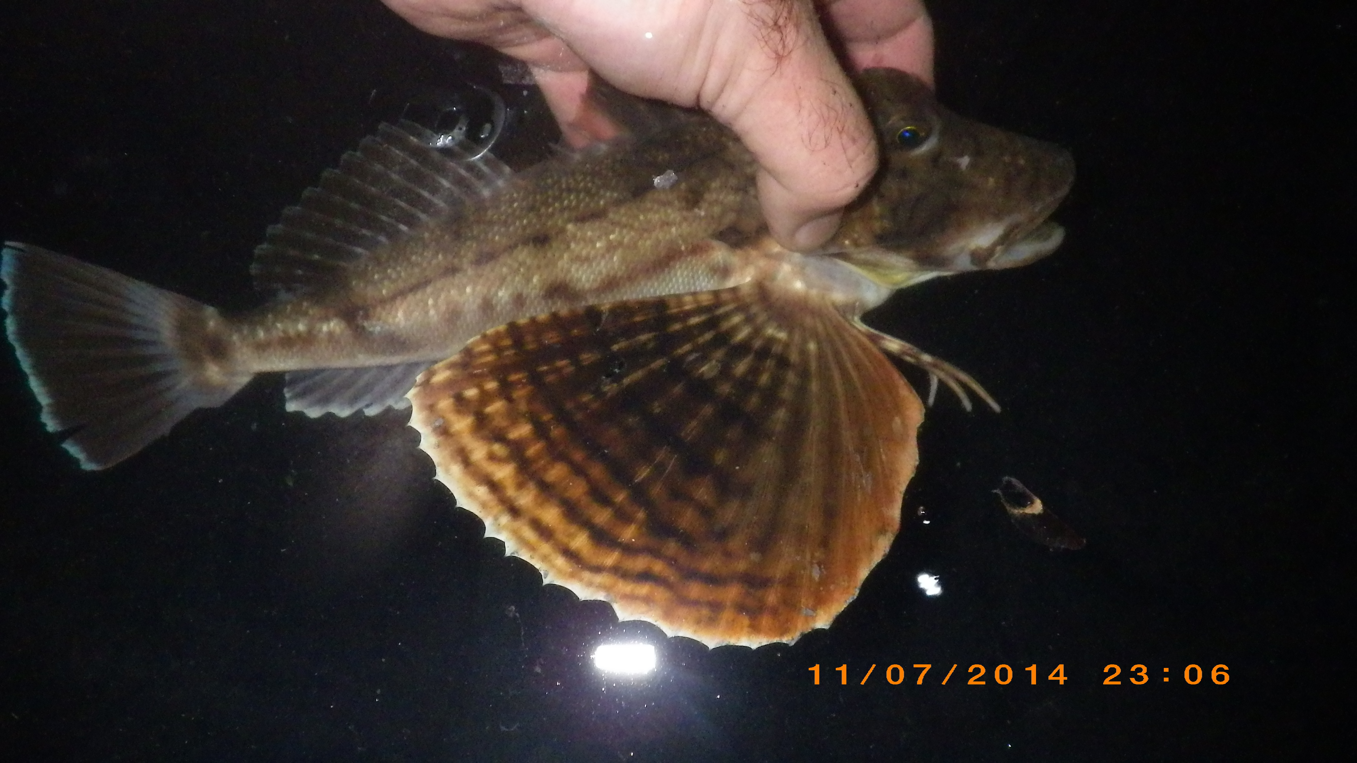 Sound Gallery - Gulf Toadfish - Natural Sounds (U.S. National Park