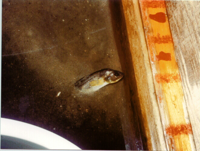 Male cusk-eel