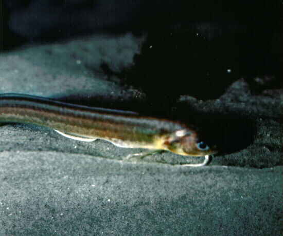 Male cusk-eel