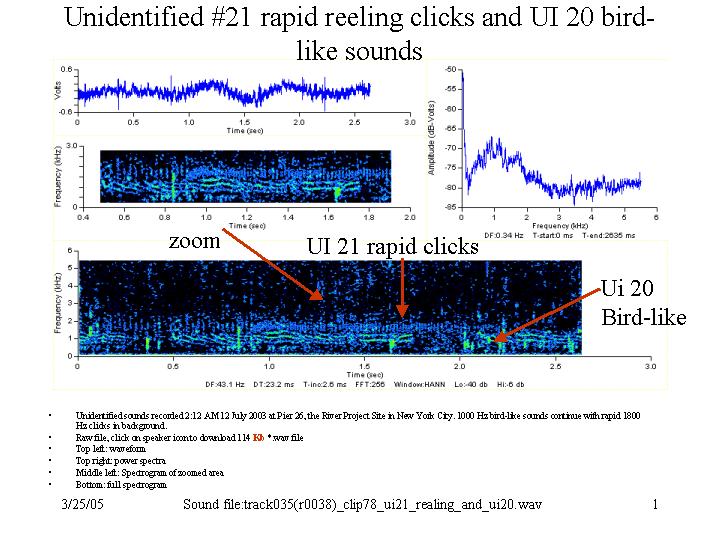 rapid clicks and bird-like