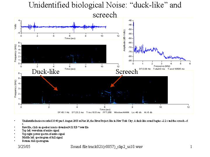 duck-like and screech