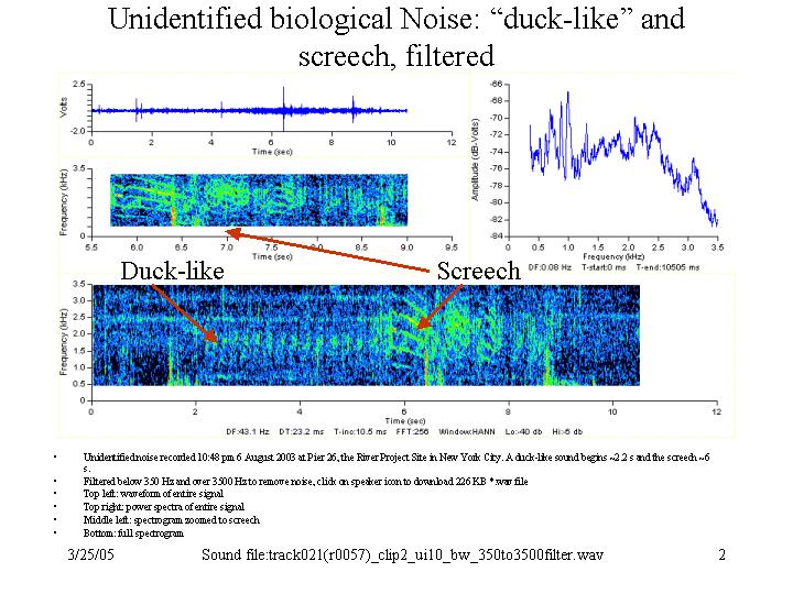 Filtered duck-like and screech