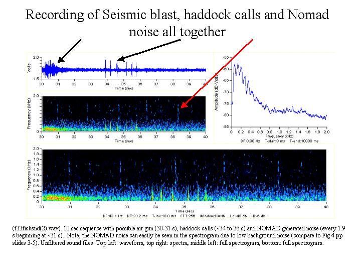 Sound of seismic survey and haddock