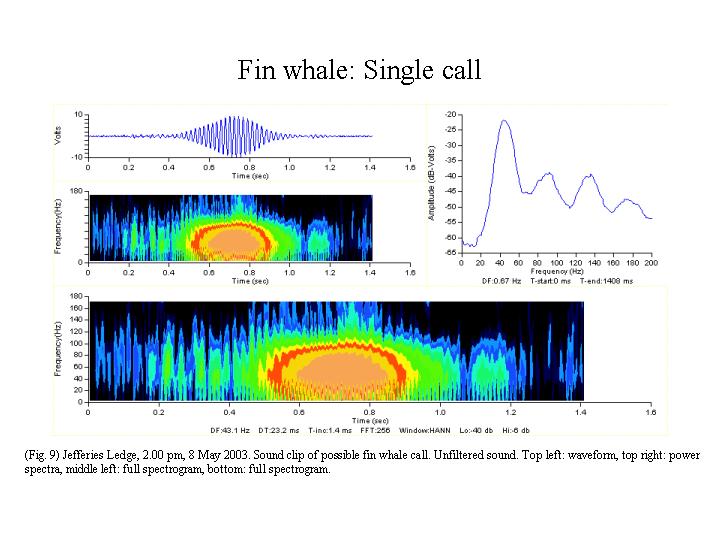 Fin whale sound