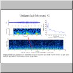 Unidentified fish sound