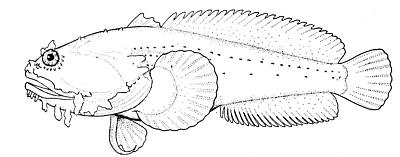 Gulf toadfish